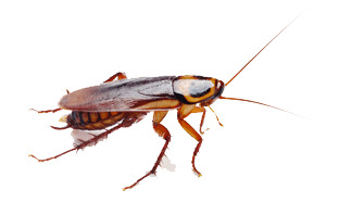 Cockroach Brown png