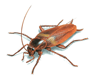 Cockroach Illustration png icons