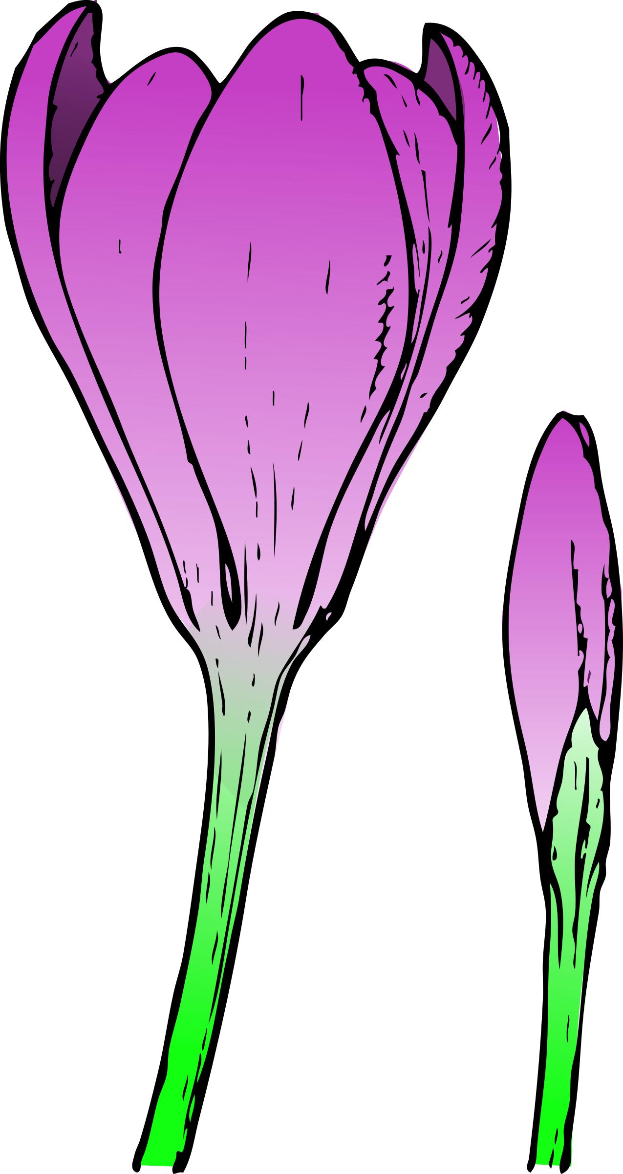 colored crocus 1 png