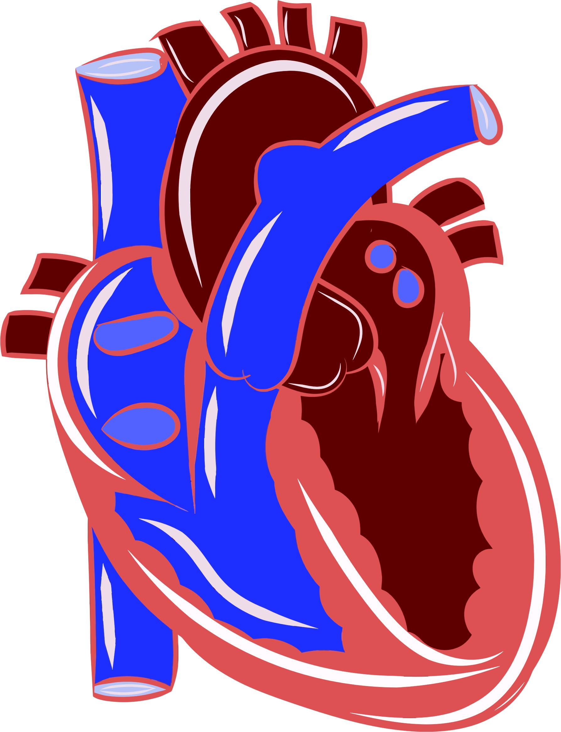 Colorful Realistic Heart Illustration png
