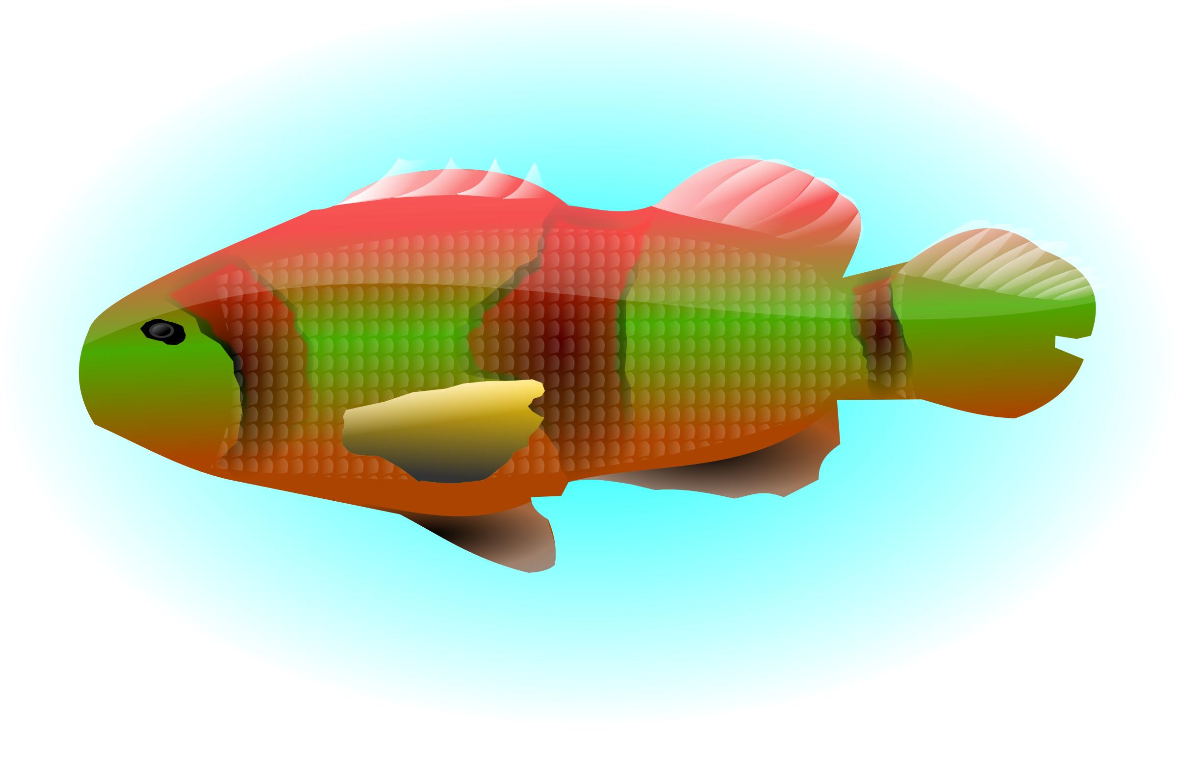 colourful fish png
