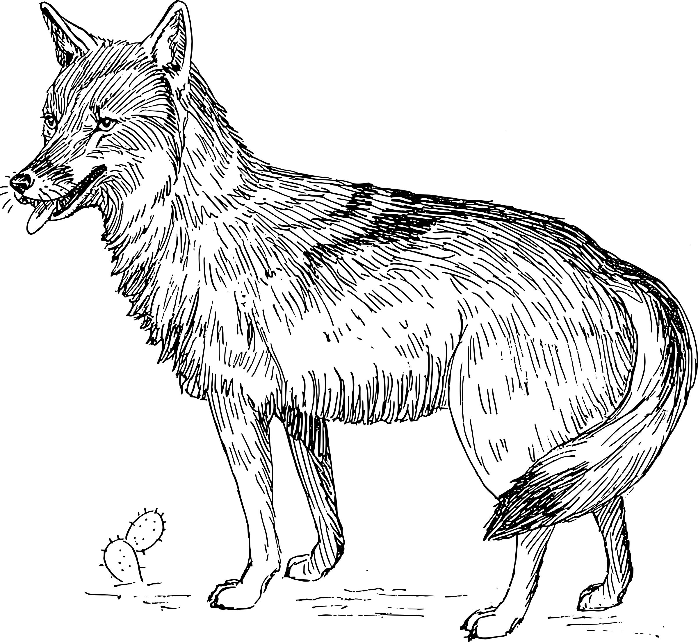 coyote png