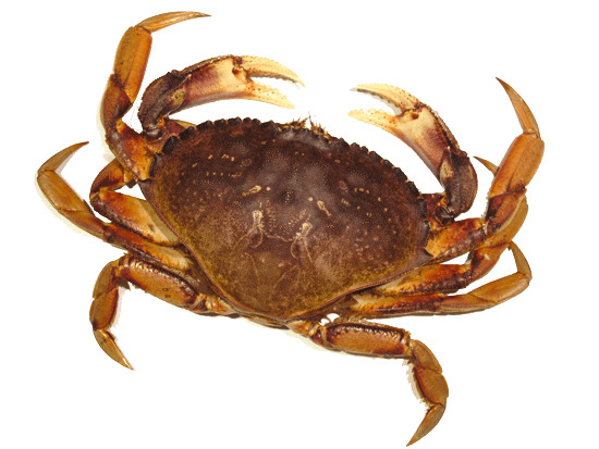 Crab Brown png icons