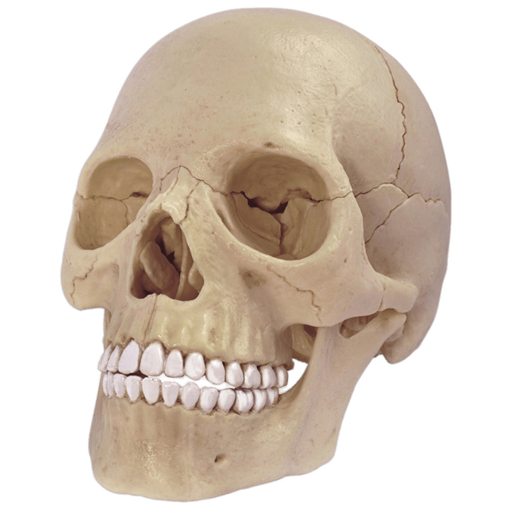 Cranium Model png icons