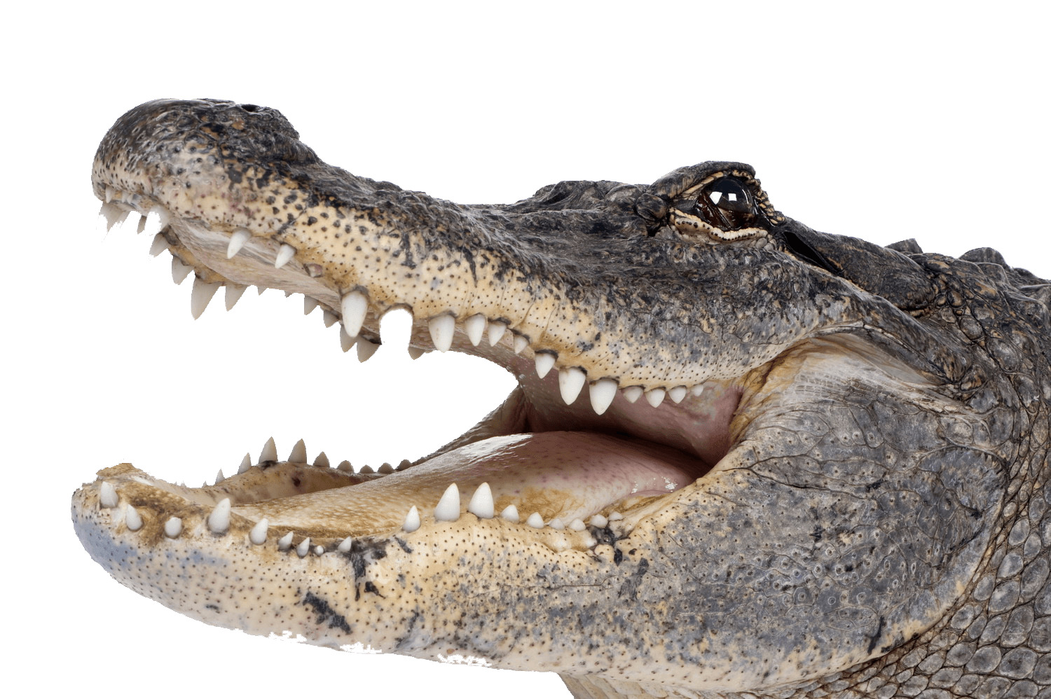 Crocodile Head Right png icons