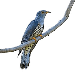 Cuckoo on A Branch icons