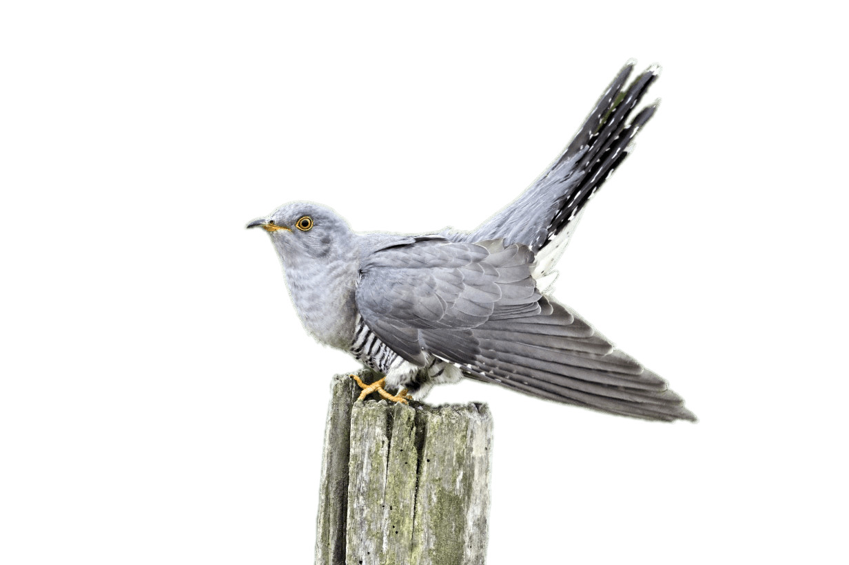 Cuckoo on A Wooden Pole png icons