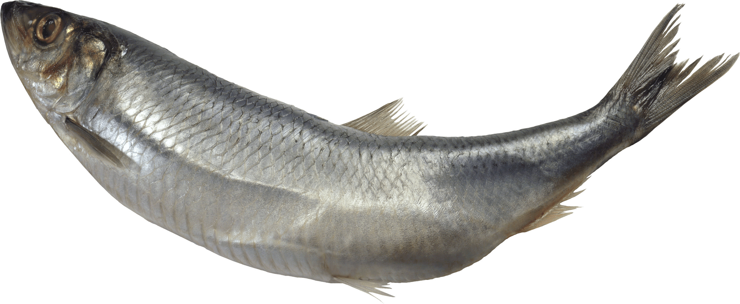 Curved Fish png