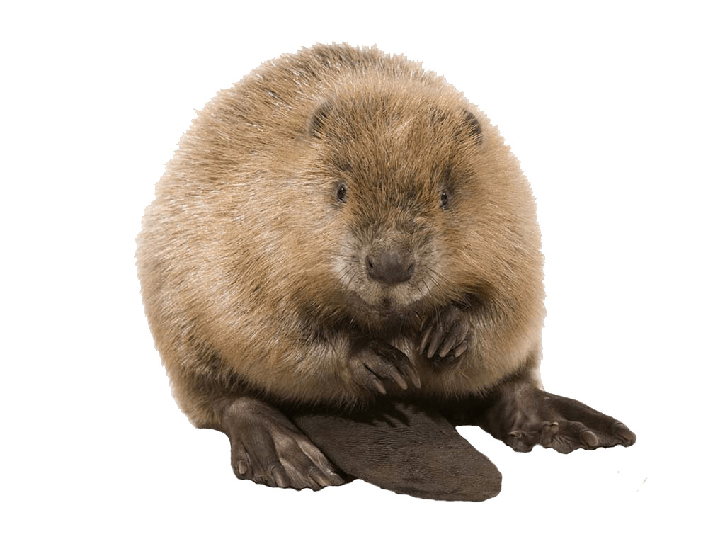 Cute Beaver png icons