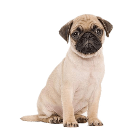 Cute Pug Puppy png icons