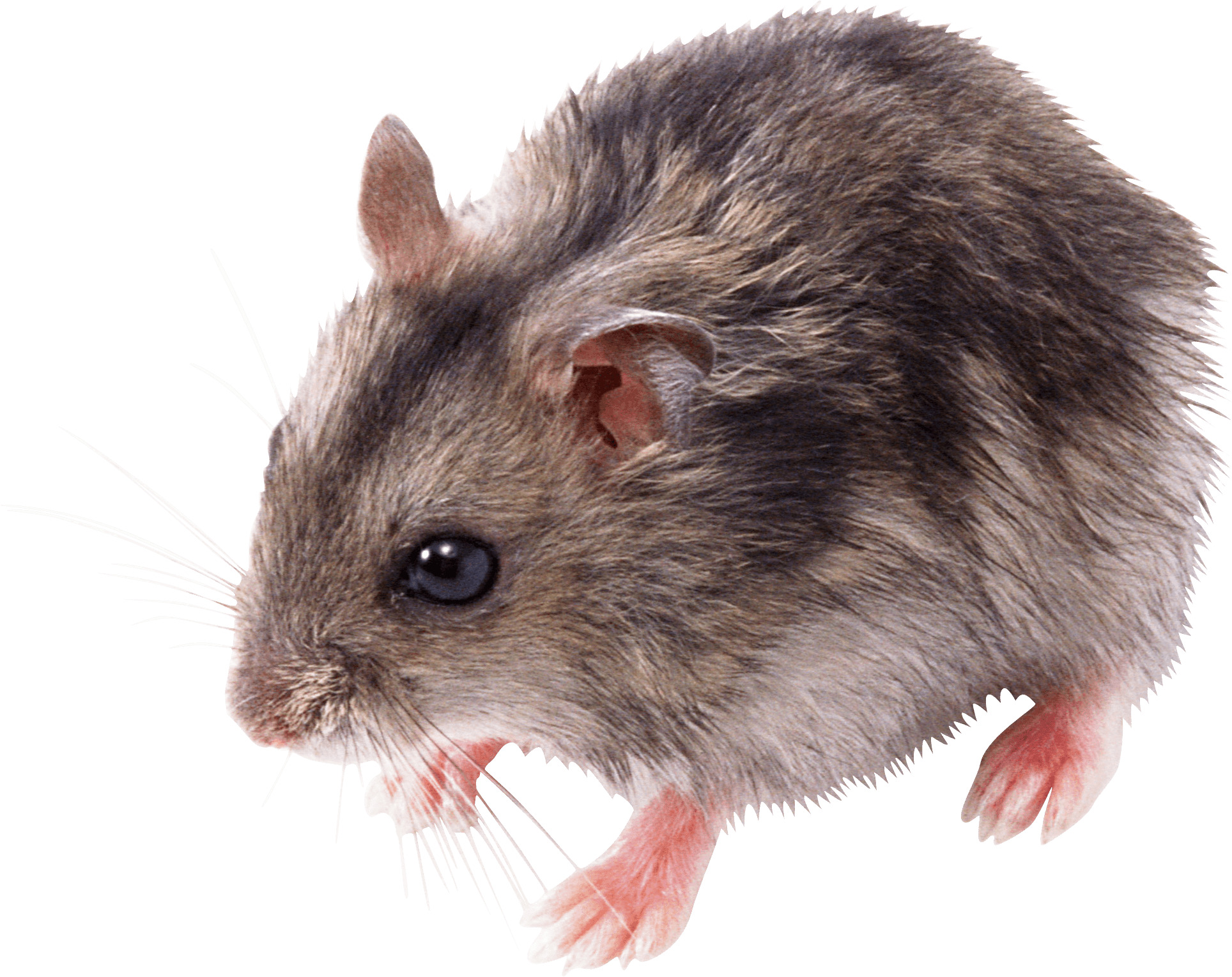 Cute Small Mouse png