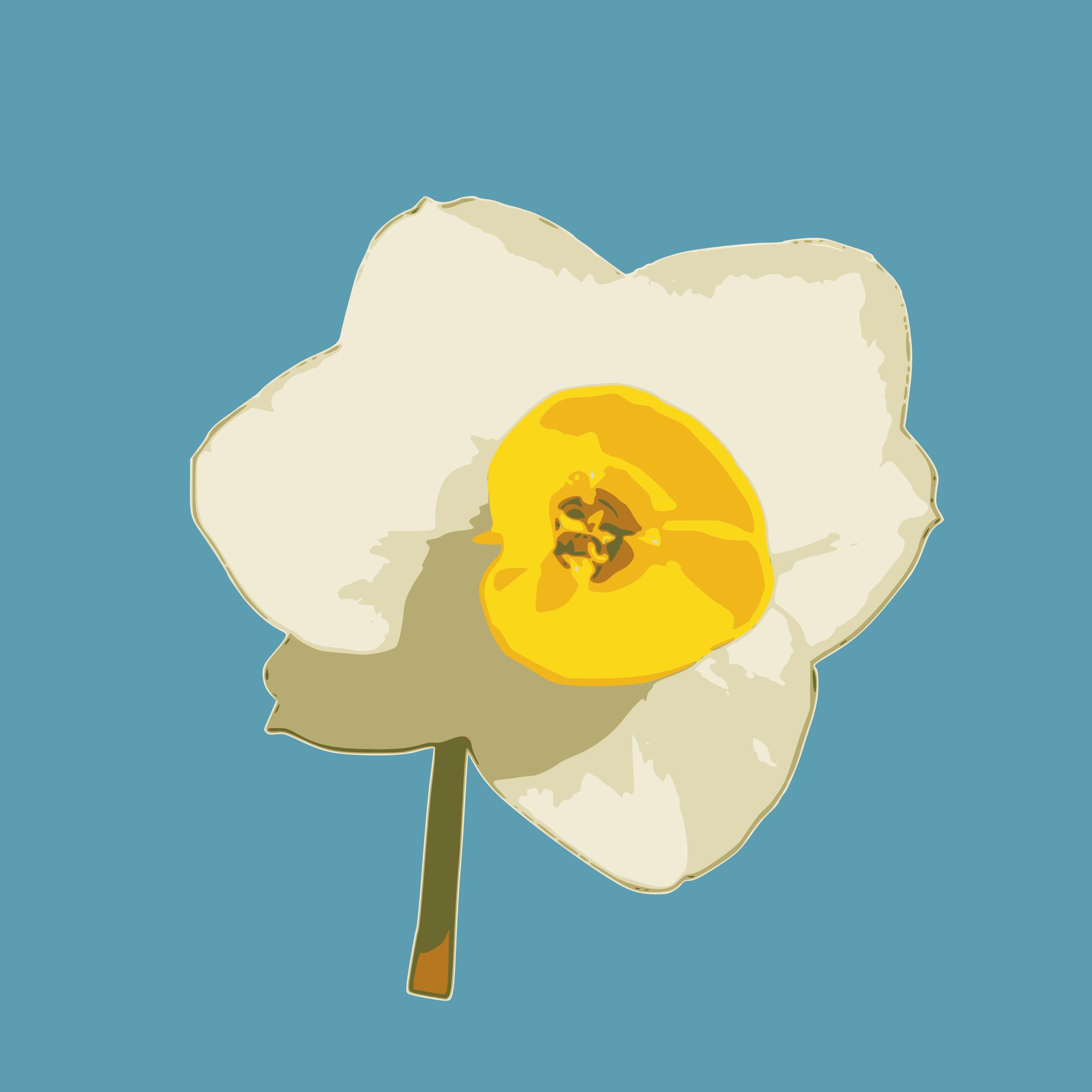 daffodil 05 png