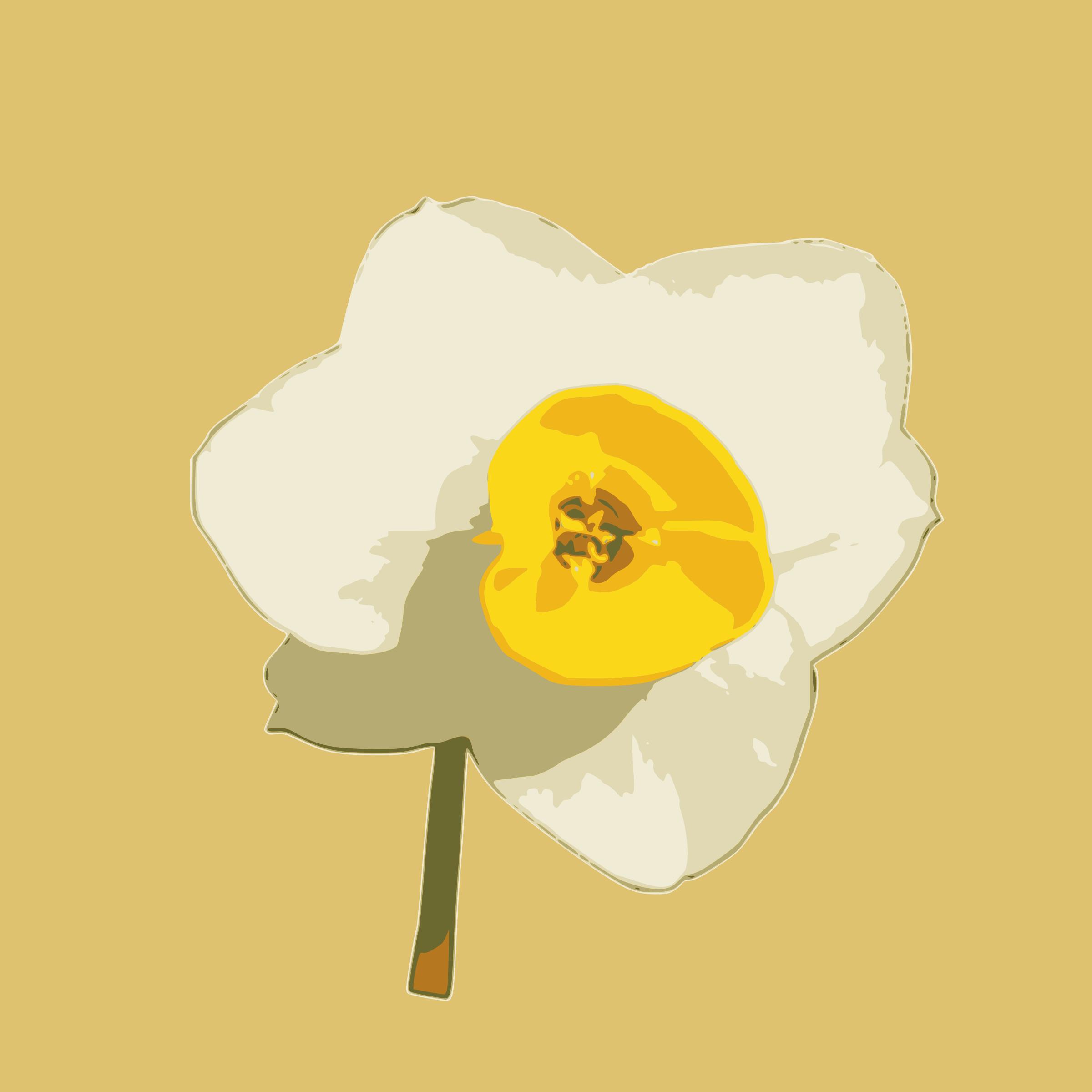 daffodil 06 png