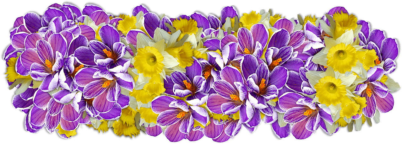Daffodil Presentation png icons