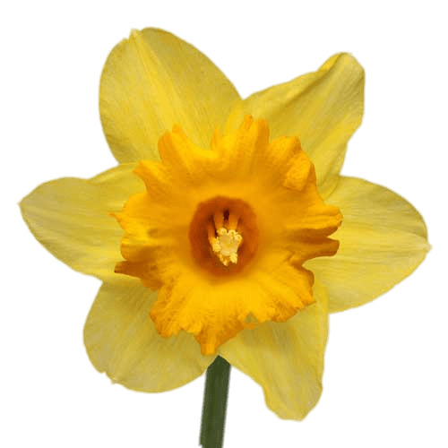 Daffodil PNG icons