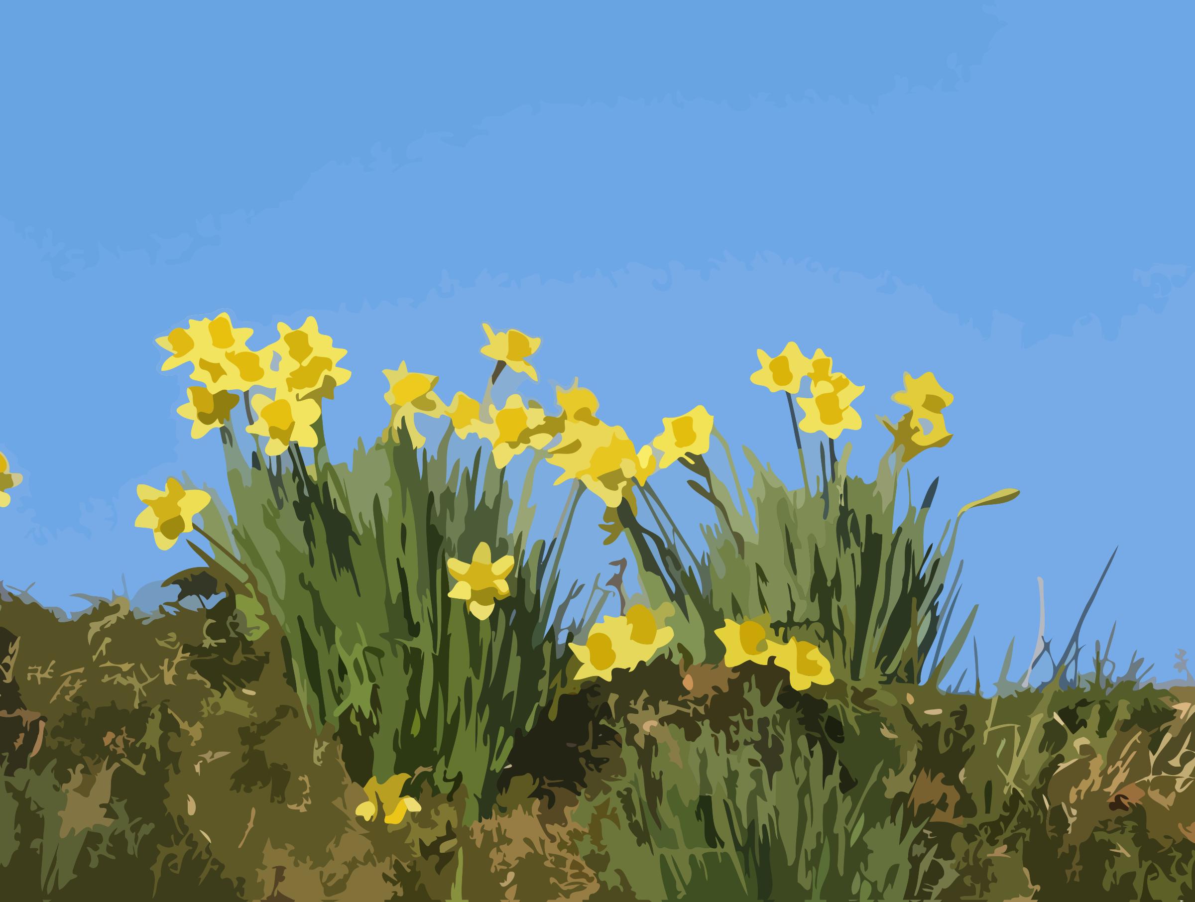 daffodils-01 png