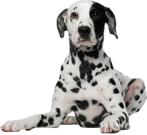 Dalmatian Dog icons