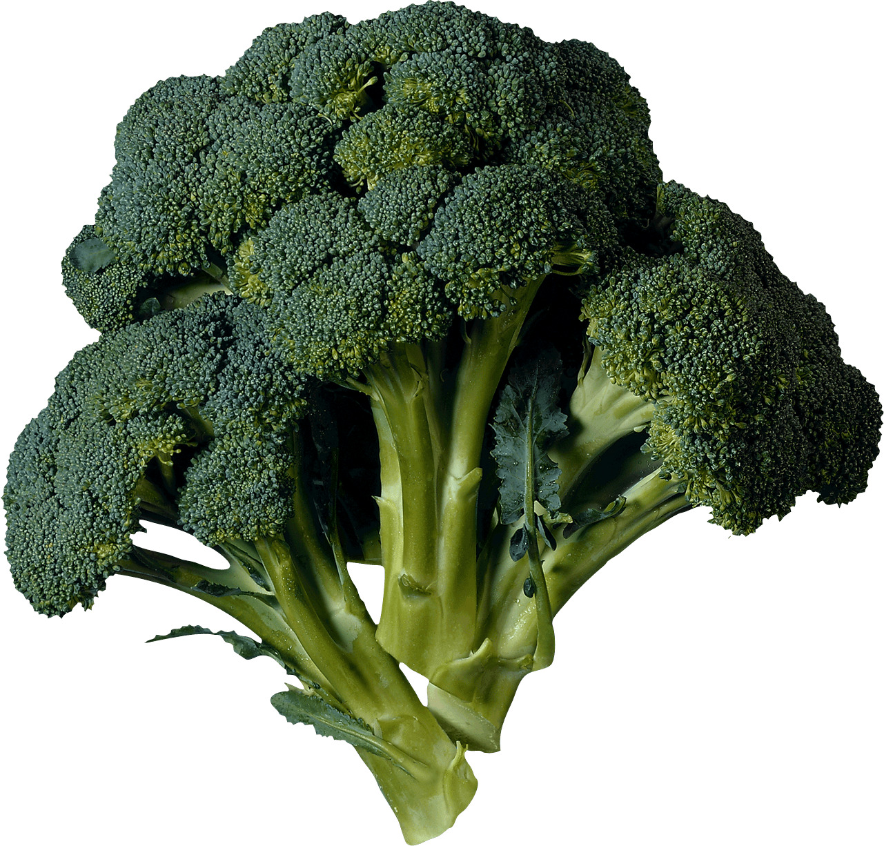 Dark Green Broccoli png