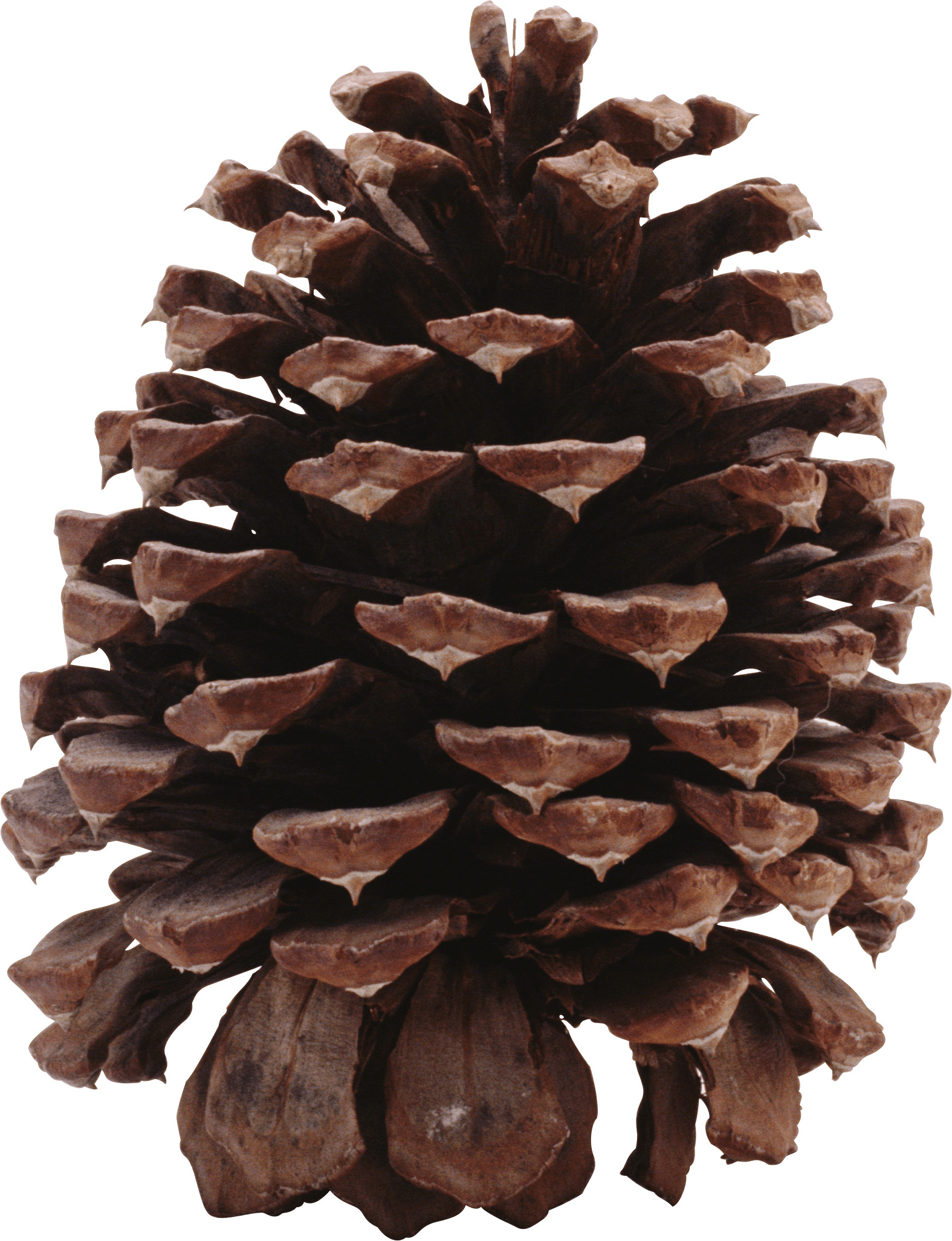 Dark Pine Cone png