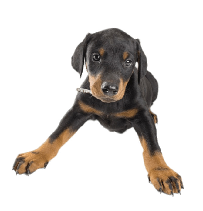 Doberman Puppy png icons