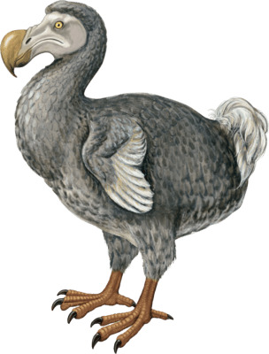 Dodo png icons