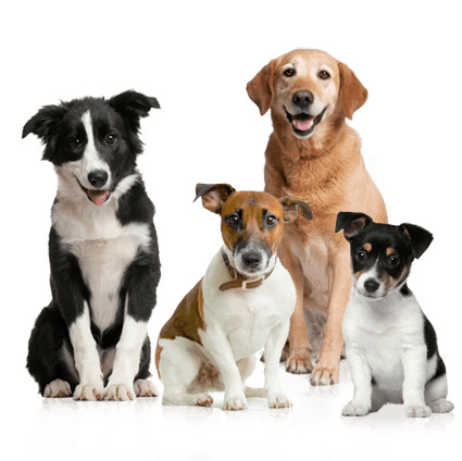 Dog Group icons