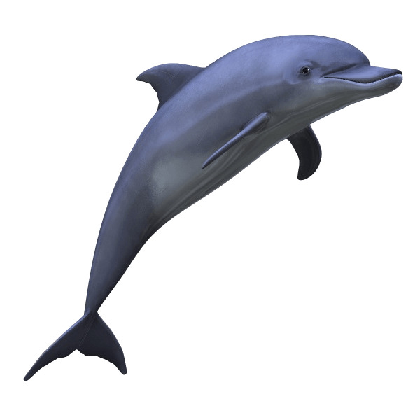 Dolphin icons