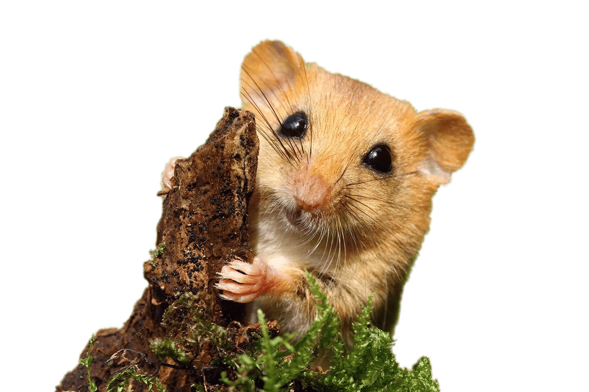 Dormouse png icons