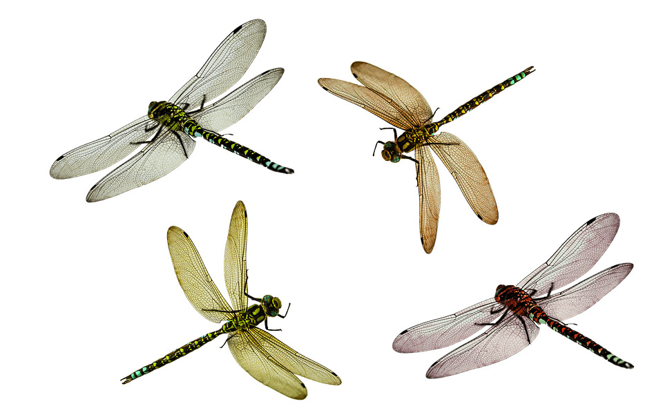 Dragonflies PNG icons