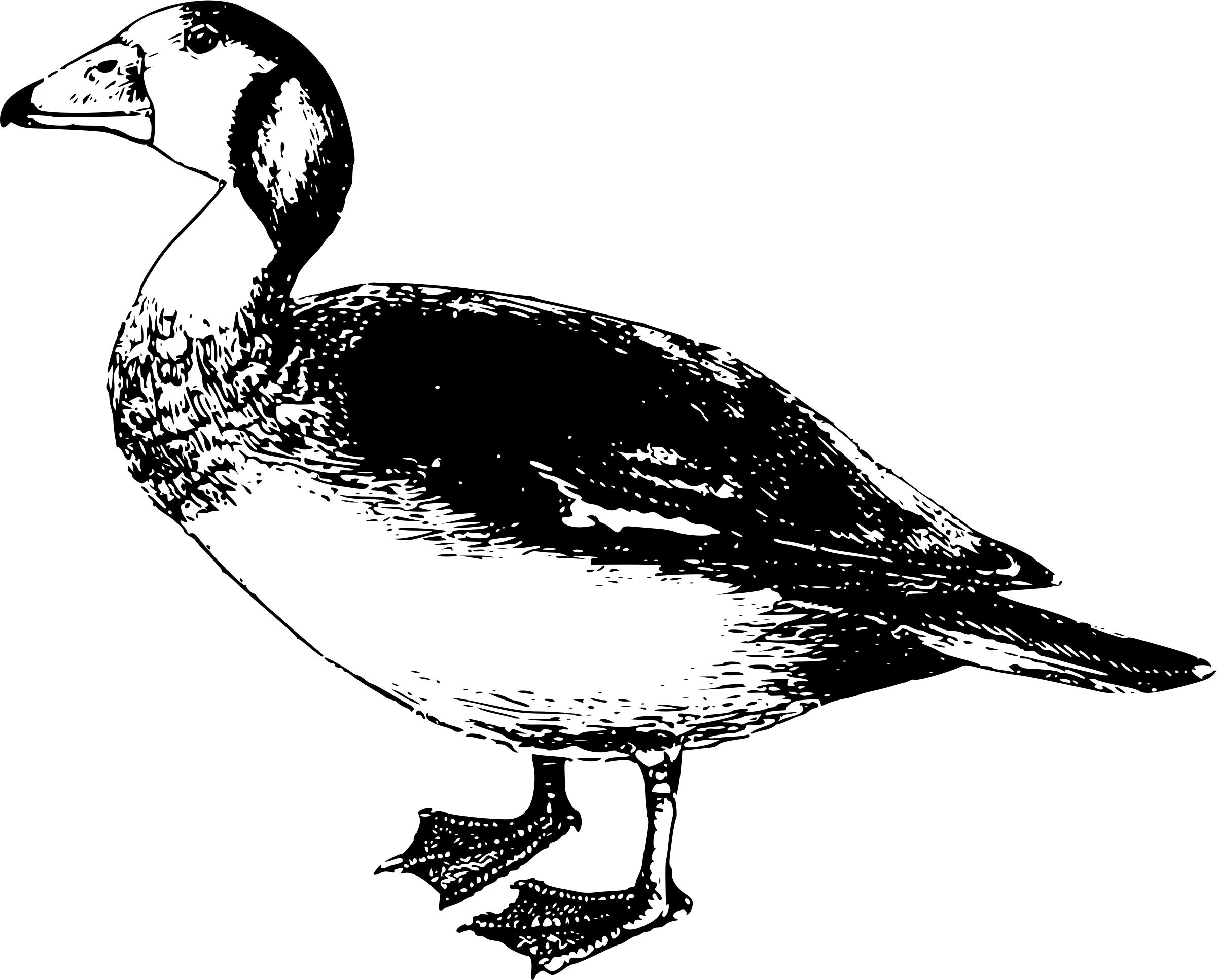 Dwarf Goose png