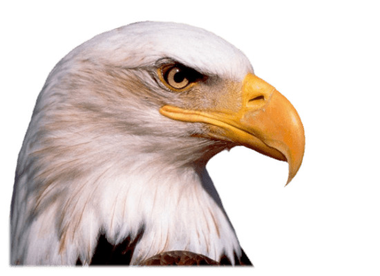 Eagle Head png icons