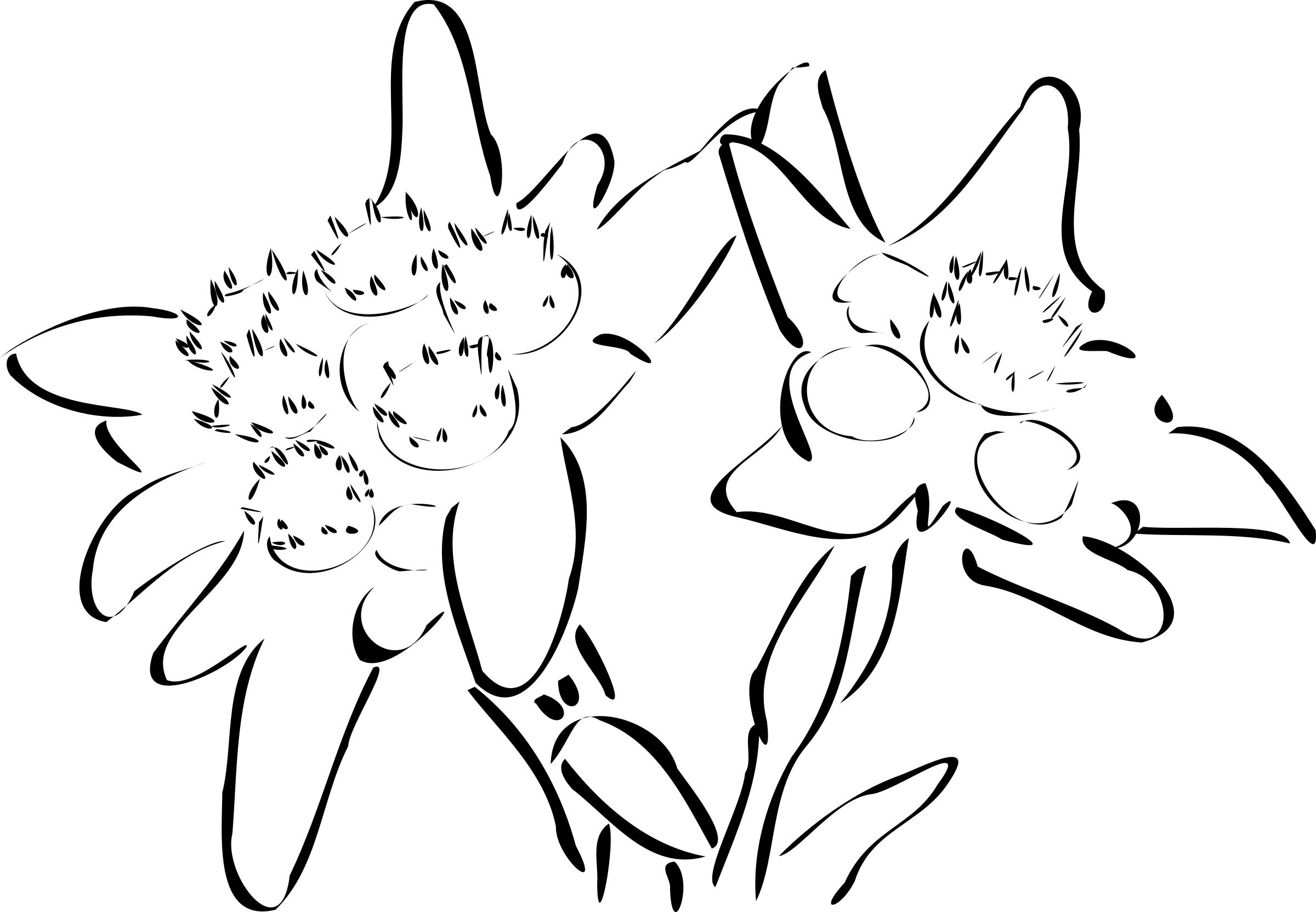 edelweiss png