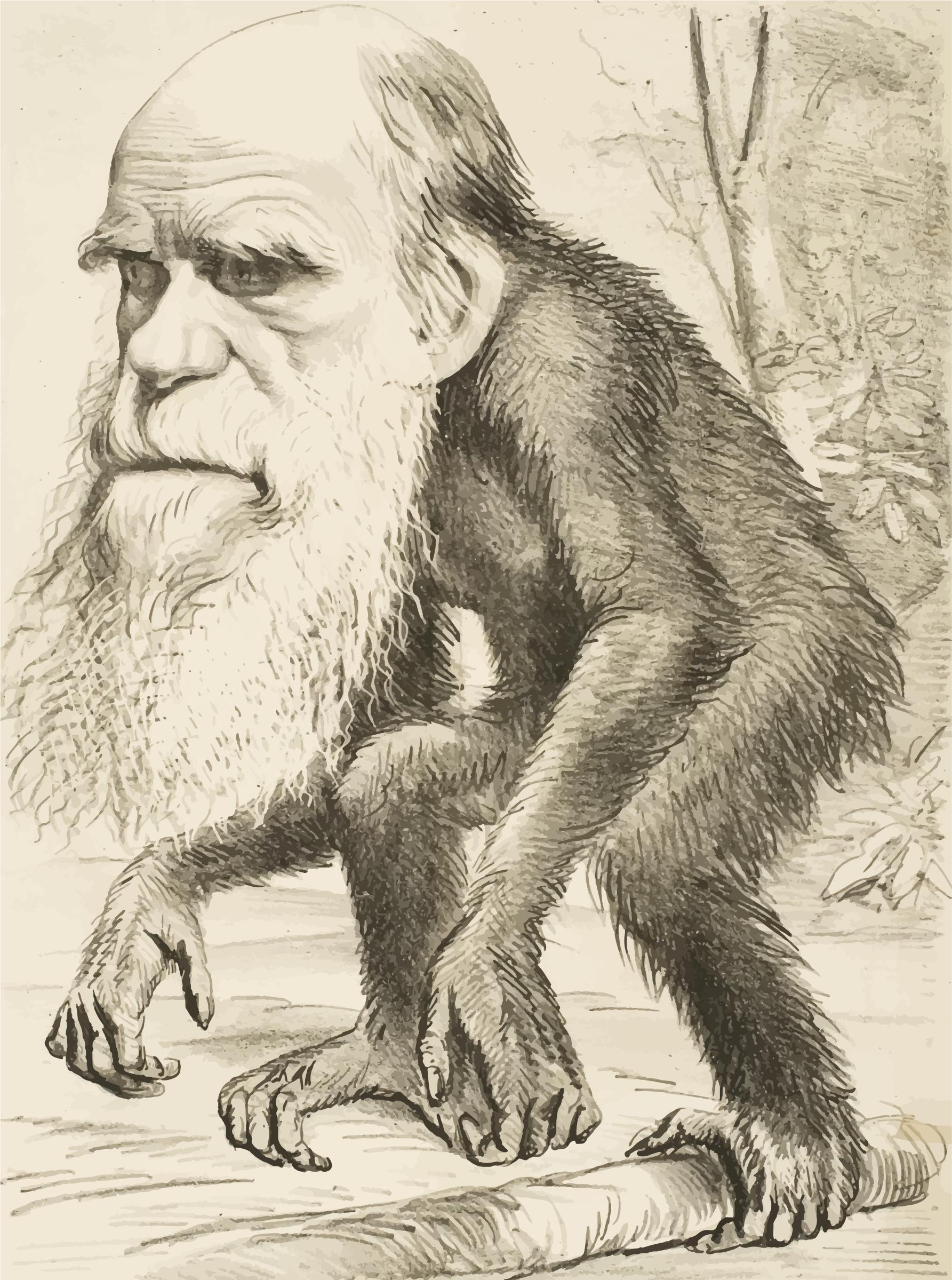 Editorial Cartoon Depicting Charles Darwin As An Ape 1871 png