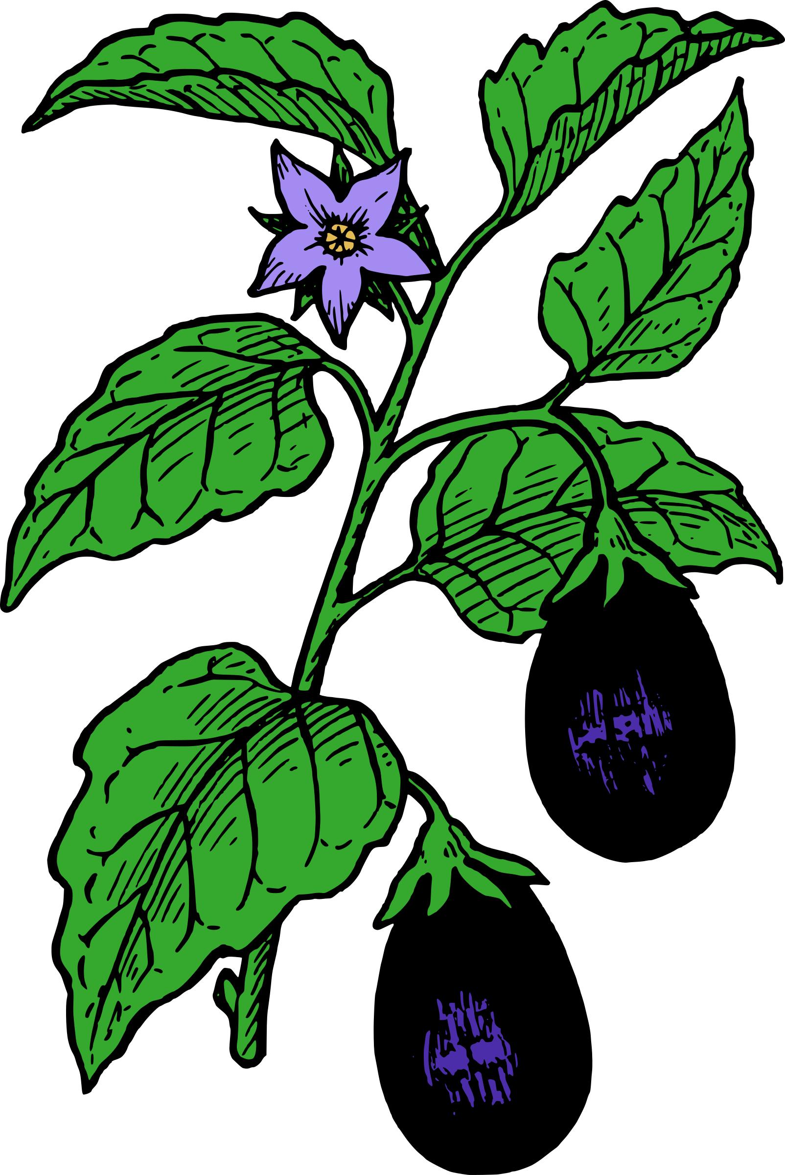 Eggplant - Colour png