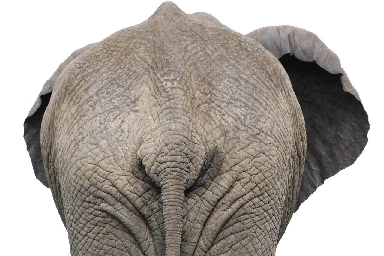 Elephant Back View Close Up png icons