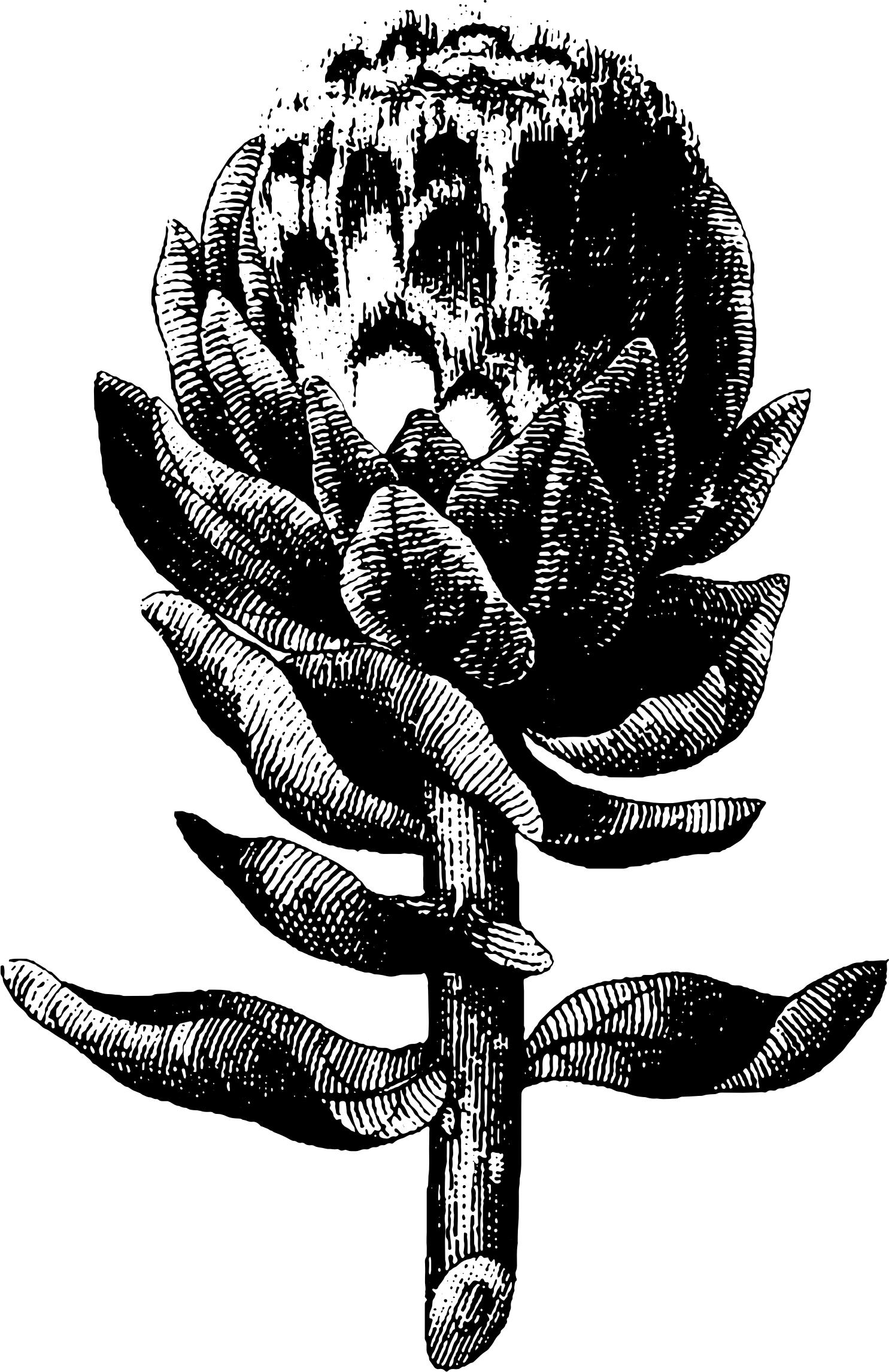 Engraving of an Artichoke png