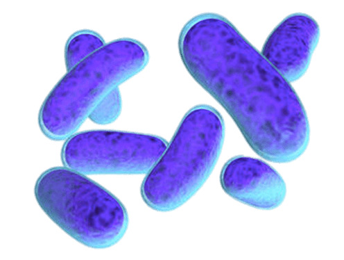 Escherichia Coli Bacteria icons