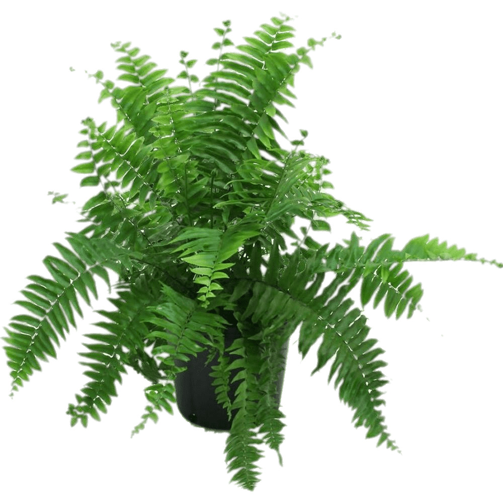 Fern In Black Pot png icons