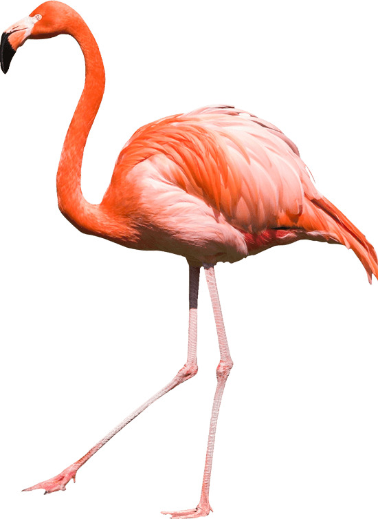 Flamingo Large Side icons