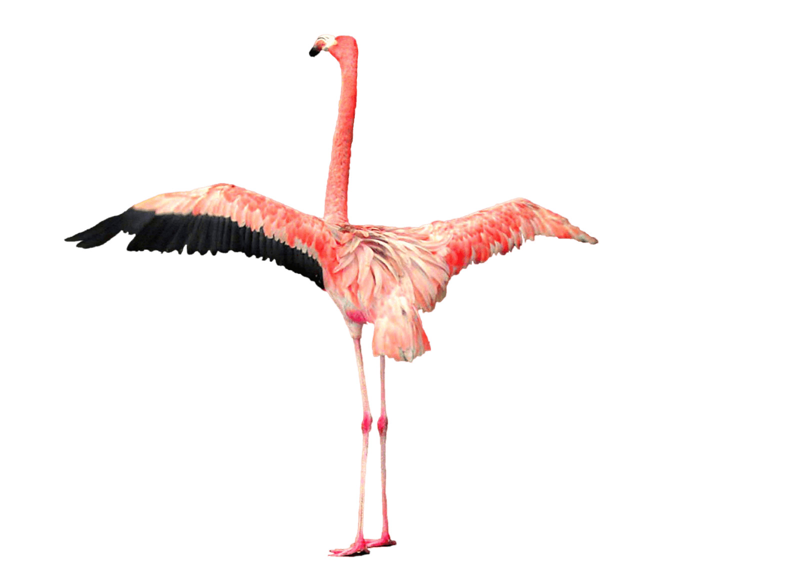 Flamingo Open Wings icons