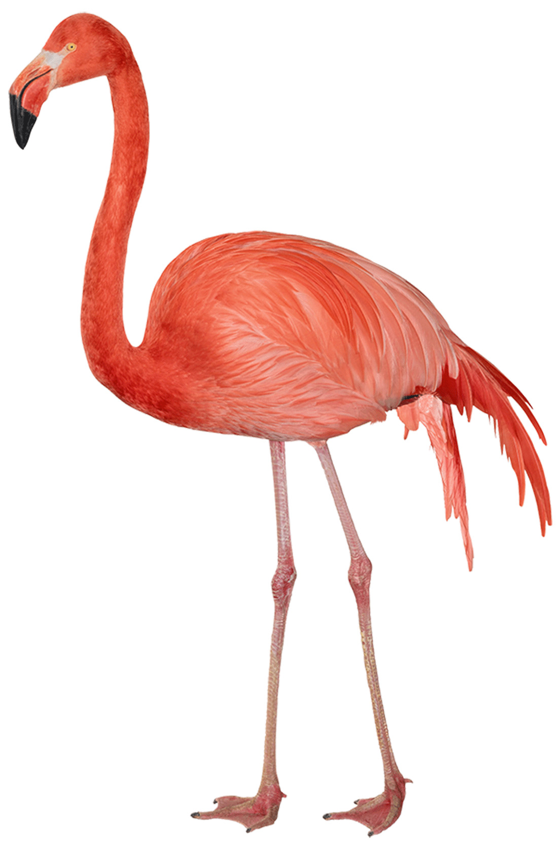 Flamingo Sideview icons