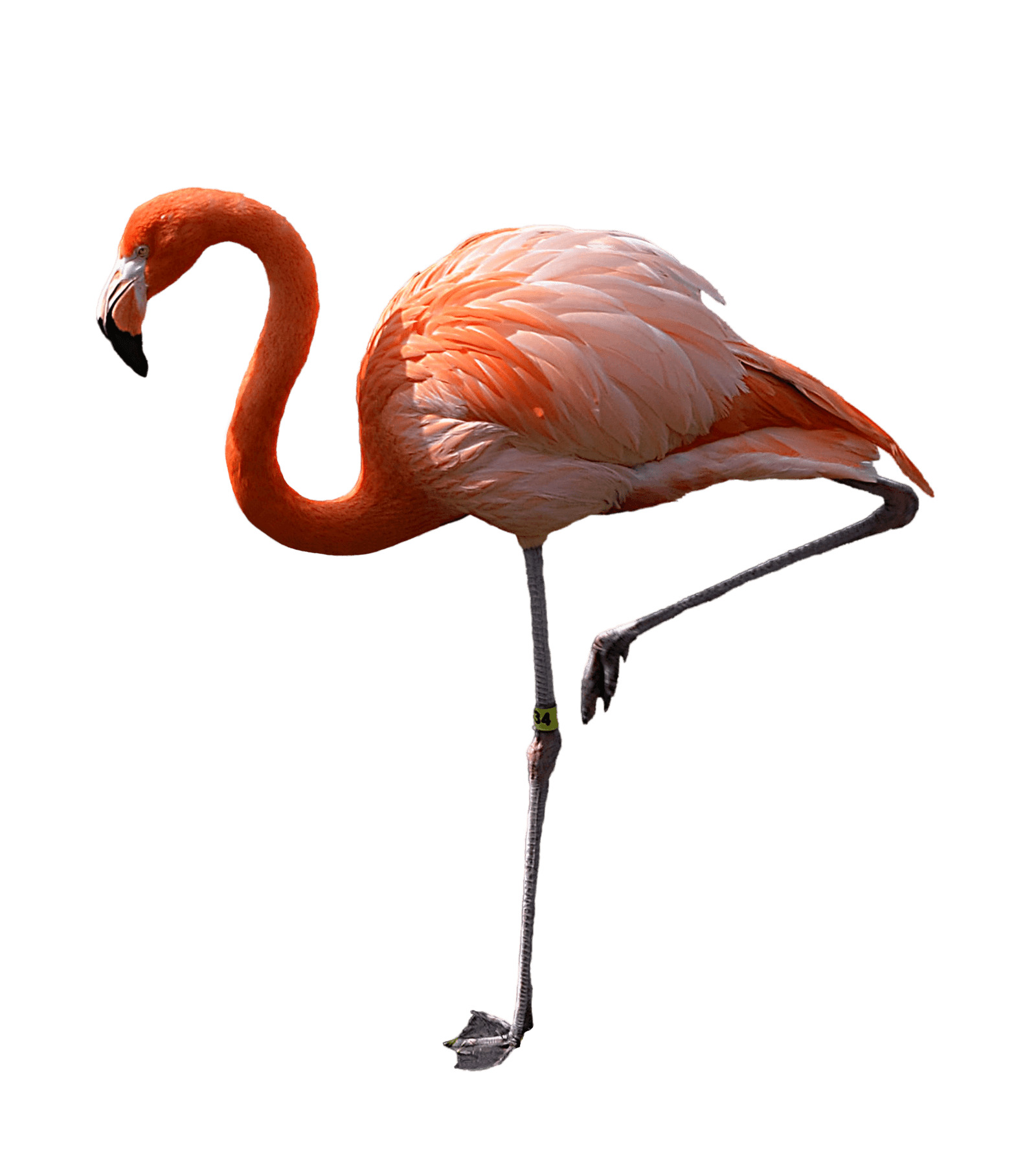 Flamingo Standing Left icons