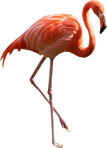 Flamingo Standing Right icons
