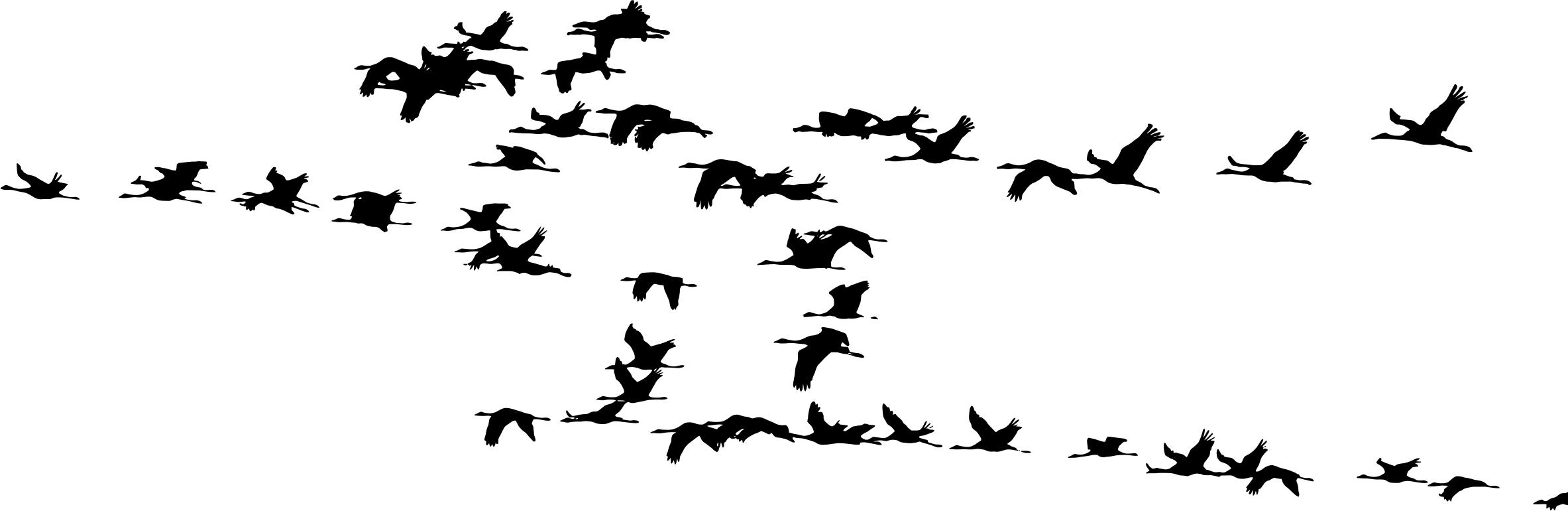 Flock Of Cranes Silhouette png