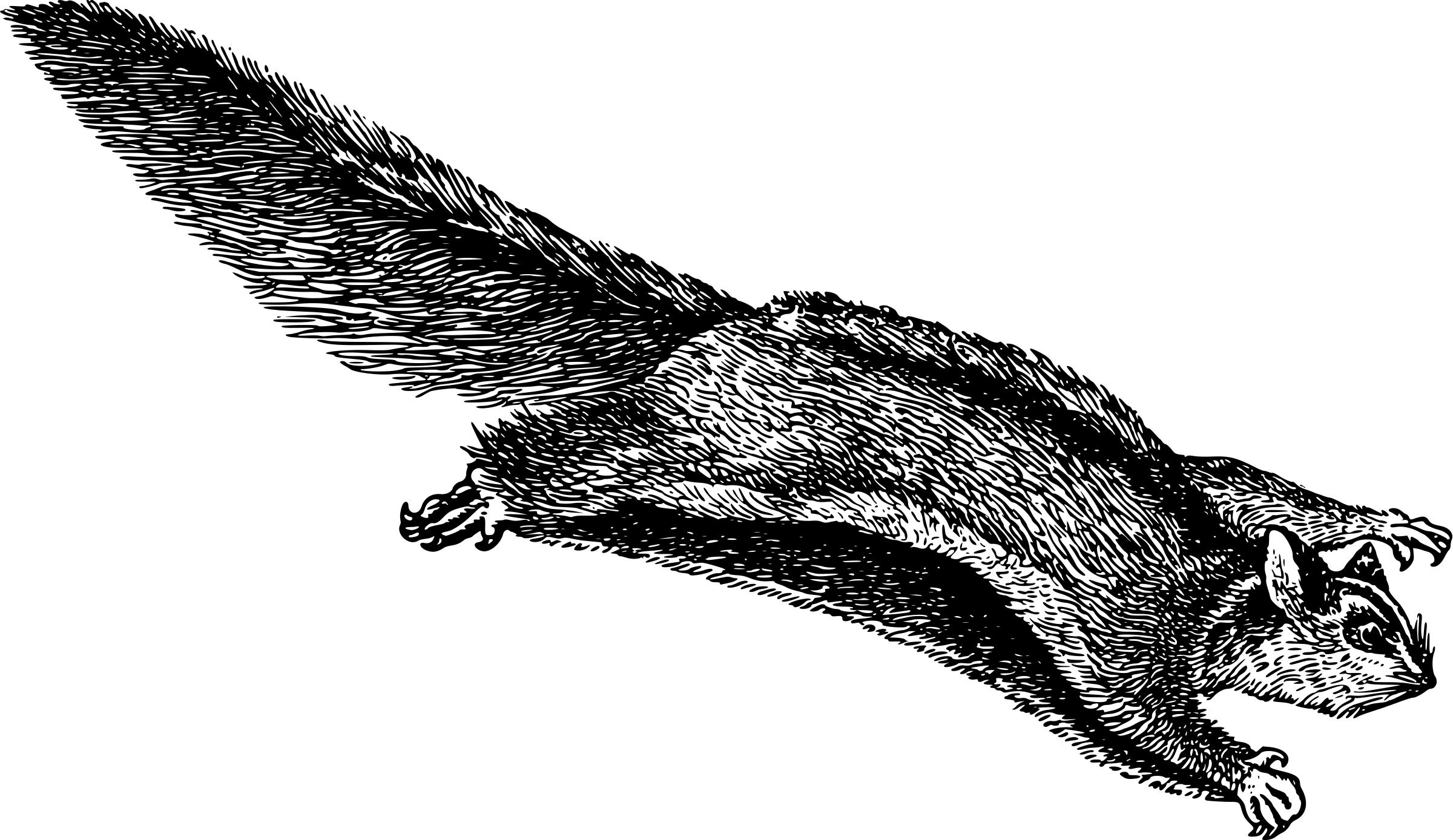 Flying Squirrel 2 png