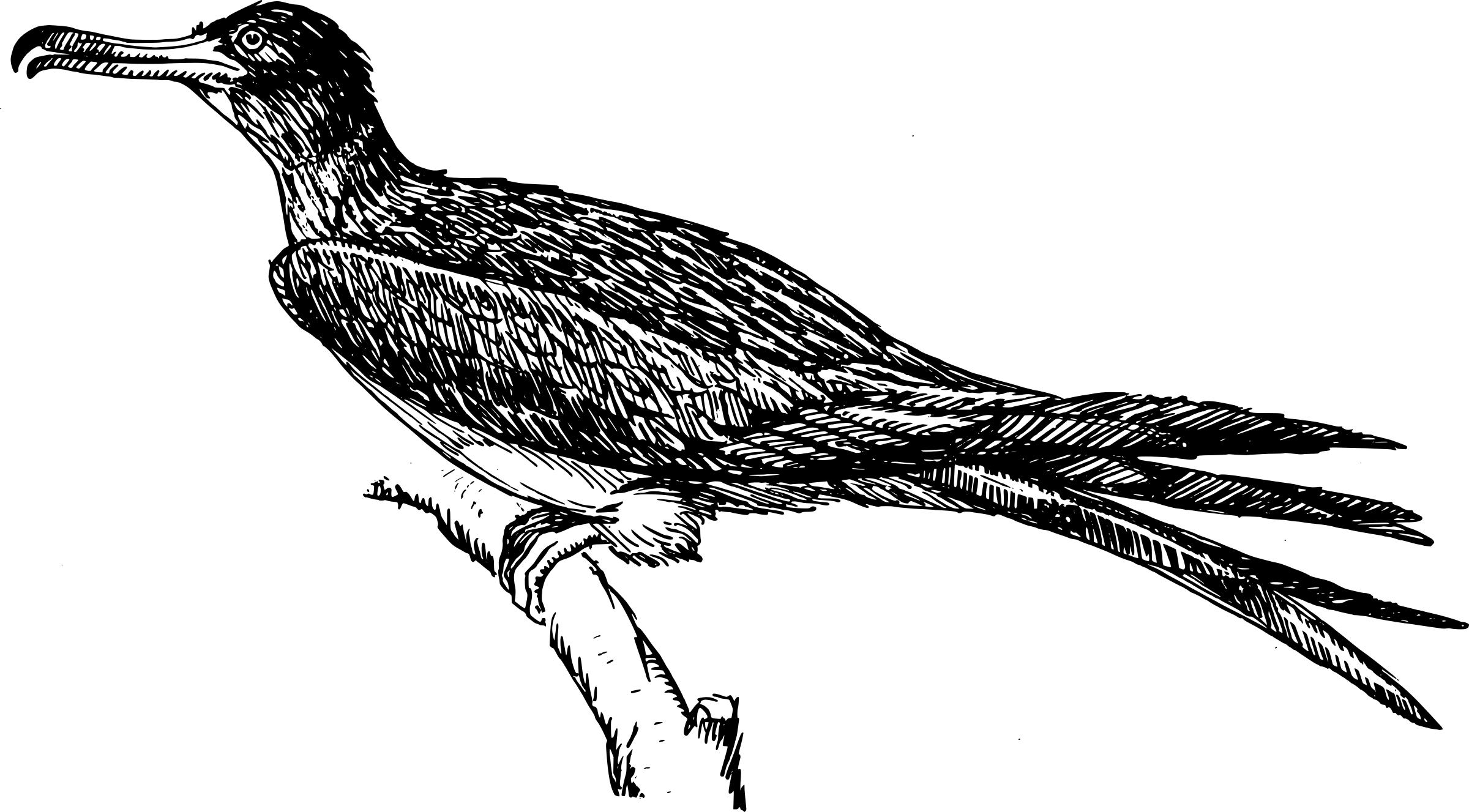 Frigate bird  png
