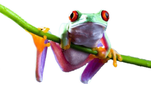 Frog On Branch icons