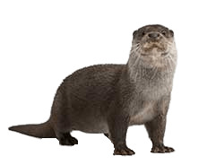 Full Size Otter png icons