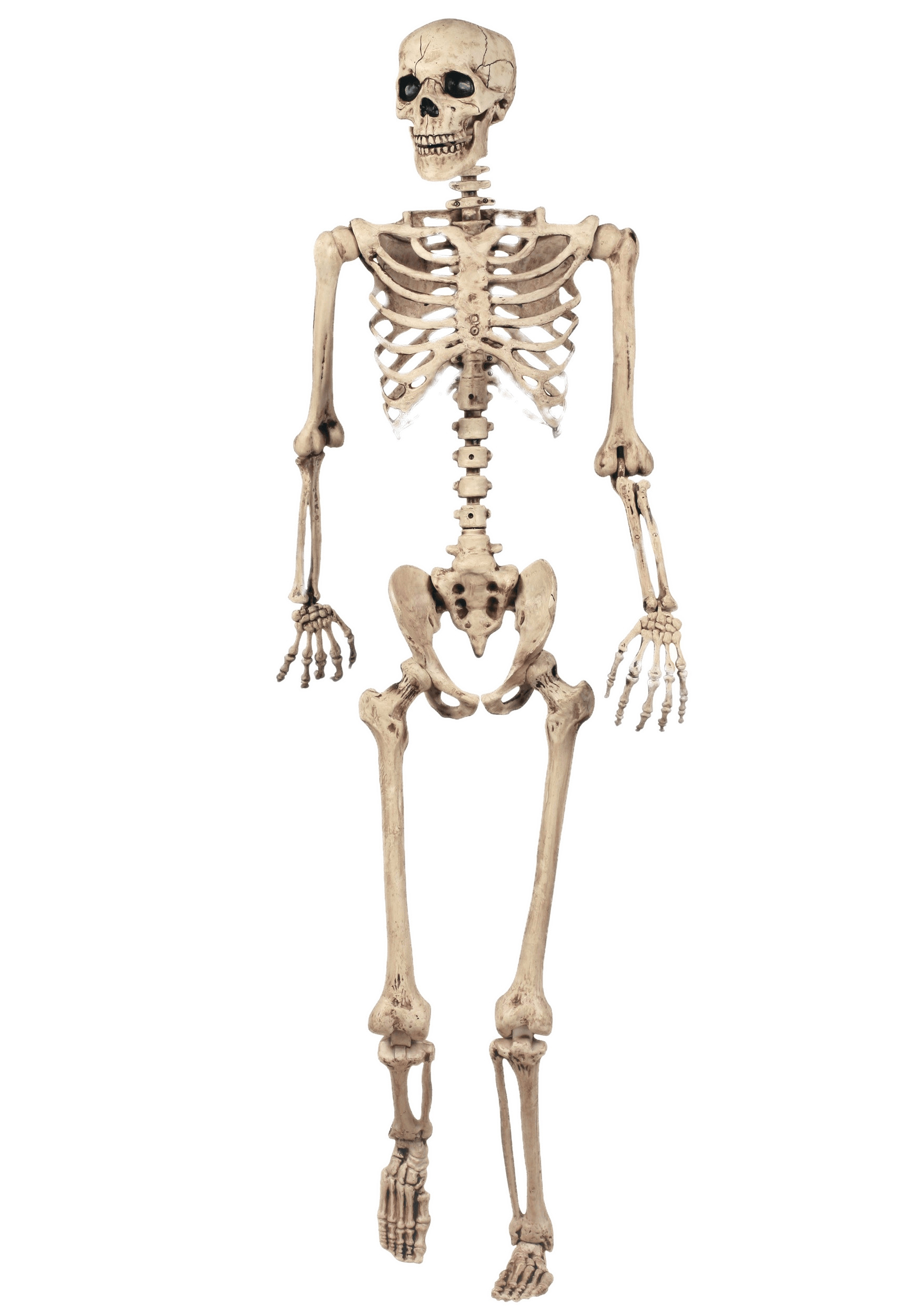 Full Skeleton Model icons