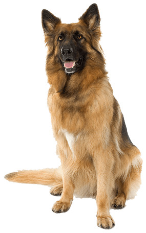 German Shepherd Dog icons
